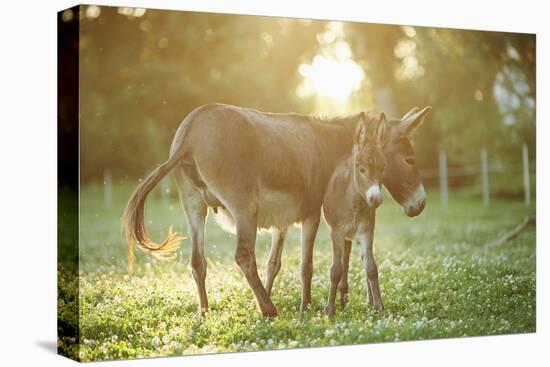 Donkey, Equus Asinus Asinus, Mother and Foal, Meadow, Is Lying Laterally-David & Micha Sheldon-Premier Image Canvas