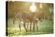 Donkey, Equus Asinus Asinus, Mother and Foal, Meadow, Is Lying Laterally-David & Micha Sheldon-Premier Image Canvas