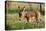 Donkey Foal in Meadow, Side On-null-Premier Image Canvas
