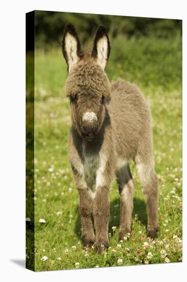 Donkey Foal in Meadow-null-Premier Image Canvas