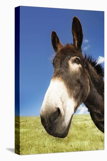 Donkey in Green Field, Close-Up of Head-null-Stretched Canvas