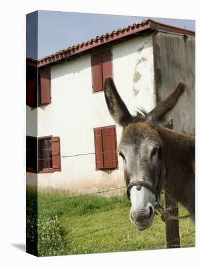 Donkey Near St. Jean Pied De Port, Basque Country, Pyrenees-Atlantiques, Aquitaine, France-R H Productions-Premier Image Canvas