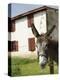 Donkey Near St. Jean Pied De Port, Basque Country, Pyrenees-Atlantiques, Aquitaine, France-R H Productions-Premier Image Canvas