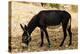 Donkey, Tunisia-Nico Tondini-Premier Image Canvas