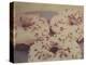 Donuts-Jennifer Kennard-Premier Image Canvas