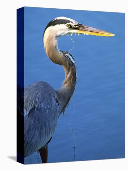 Doomed Great Blue Heron, Venice, Florida, USA-Charles Sleicher-Premier Image Canvas