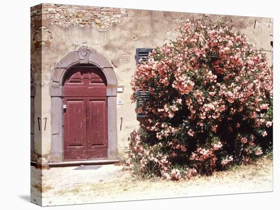 Door and Pink Oleander Flowers, Lucardo, Tuscany, Italy-Michele Molinari-Premier Image Canvas