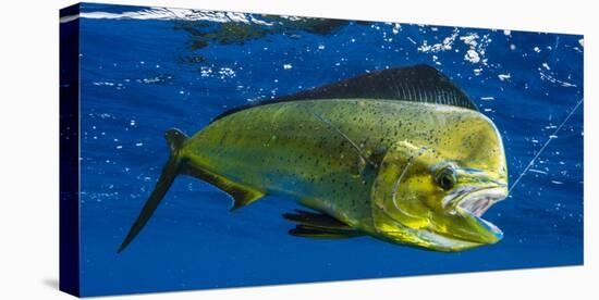 Dorado (Coryphaena Hippurus) Is Seen to Be Caught with Fishing Line Coming Out of the Mouth-null-Premier Image Canvas