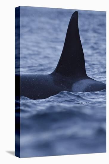 Dorsal Fin of Orca - Killer Whale (Orcinus Orca) Surfacing-Widstrand-Premier Image Canvas