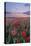 Dorset Poppy Field at Sunset-Oliver Taylor-Premier Image Canvas