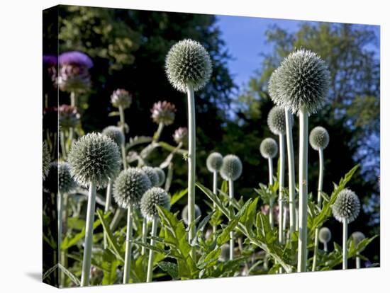 Dorset, Thorncombe, Forde Abbey Forms Part of the Boundary Between Dorset and Somerset, England-Mark Hannaford-Premier Image Canvas