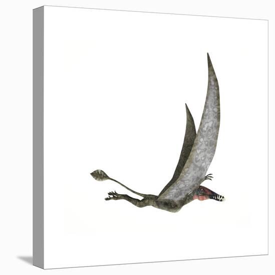 Dorygnathus Flying Dinosaur-null-Stretched Canvas