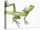 Double-Crested Basilisk-Martin Harvey-Premier Image Canvas