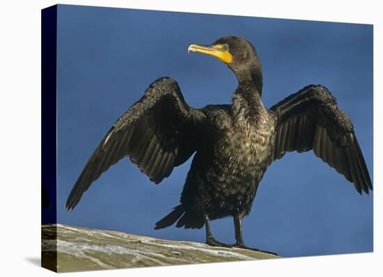 Double-crested Cormorant drying its wings, North America-Tim Fitzharris-Stretched Canvas