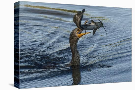 Double-crested cormorant with catfish in beak, Phalacrocorax auritus, Venice Rookery, Venice, Flori-Adam Jones-Premier Image Canvas