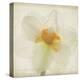 Double Daffodil I-Judy Stalus-Stretched Canvas