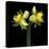 Double daffodils II-Magda Indigo-Premier Image Canvas