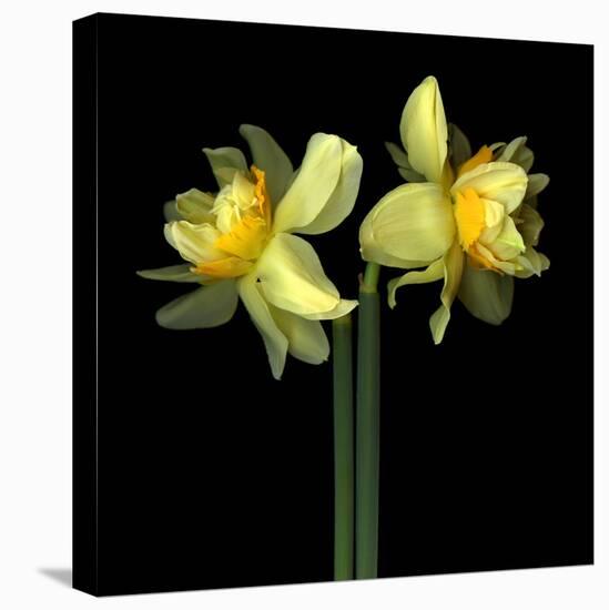 Double daffodils II-Magda Indigo-Premier Image Canvas