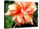 Double Hibiscus-Audrey-Premier Image Canvas