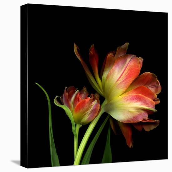 Double Trouble-Magda Indigo-Premier Image Canvas