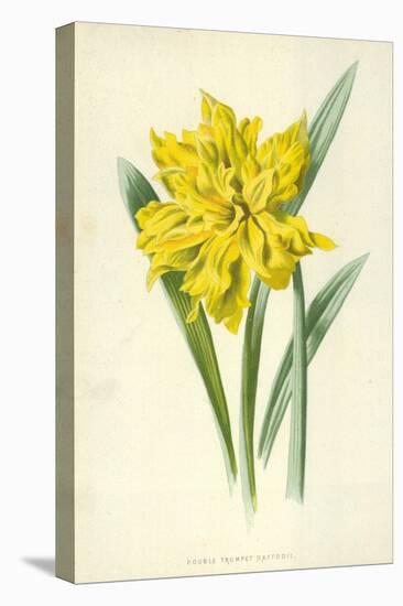 Double Trumpet Daffodil-Frederick Edward Hulme-Premier Image Canvas