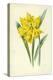 Double Trumpet Daffodil-Frederick Edward Hulme-Premier Image Canvas