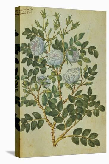 Double White Rose. from 'Camerarius Florilegium'-Joachim Camerarius-Premier Image Canvas