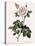 Double White Rose-Pierre Joseph Redoute-Premier Image Canvas