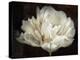 Double White Tulip-Cora Niele-Premier Image Canvas