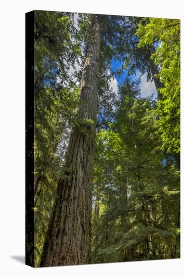 Douglas fir tree, MacMillan Provincial Park Cathedral Grove, British Columbia, Canada-Chuck Haney-Premier Image Canvas