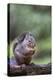 Douglas Squirrel standing on a log eating a peanut.-Janet Horton-Premier Image Canvas