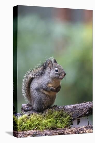 Douglas Squirrel standing on a log.-Janet Horton-Premier Image Canvas