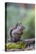 Douglas Squirrel standing on a log.-Janet Horton-Premier Image Canvas