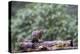 Douglas Squirrel standing on a log.-Janet Horton-Premier Image Canvas