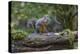 Douglas Squirrel vocalizing on a moss-covered log.-Janet Horton-Premier Image Canvas