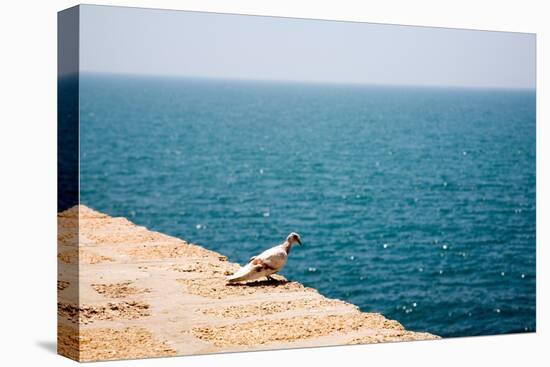 Dove on Wall by Sea-Felipe Rodriguez-Premier Image Canvas