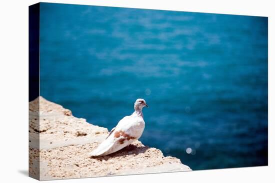 Dove on Wall by Sea-Felipe Rodriguez-Premier Image Canvas