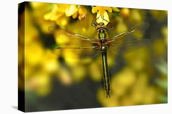 Downy Emerald dragonfly at rest on flowering Gorse, UK-Colin Varndell-Premier Image Canvas