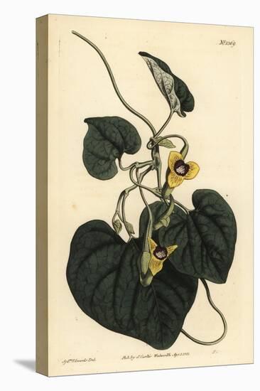 Downy Leaved Birthwort, Aristolochia Tomentosa-Sydenham Teast Edwards-Premier Image Canvas