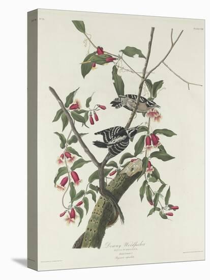Downy Woodpecker, 1831-John James Audubon-Premier Image Canvas