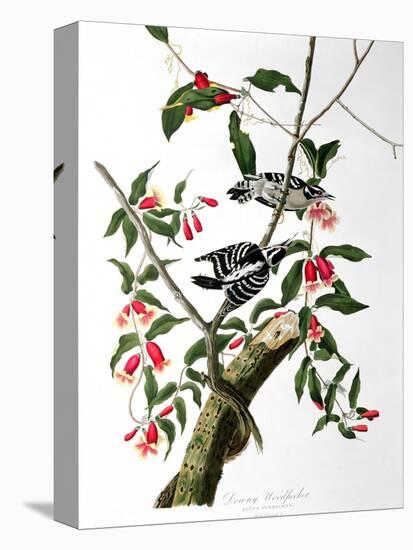 Downy Woodpecker, from "Birds of America"-John James Audubon-Premier Image Canvas