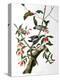Downy Woodpecker, from "Birds of America"-John James Audubon-Premier Image Canvas