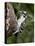 Downy Woodpecker (Picoides Pubescens), Wasilla, Alaska, United States of America, North America-null-Premier Image Canvas