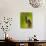 Downy Woodpecker-Adam Jones-Premier Image Canvas displayed on a wall
