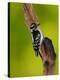 Downy Woodpecker-Adam Jones-Premier Image Canvas