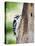 Downy Woodpecker-Gary Carter-Premier Image Canvas