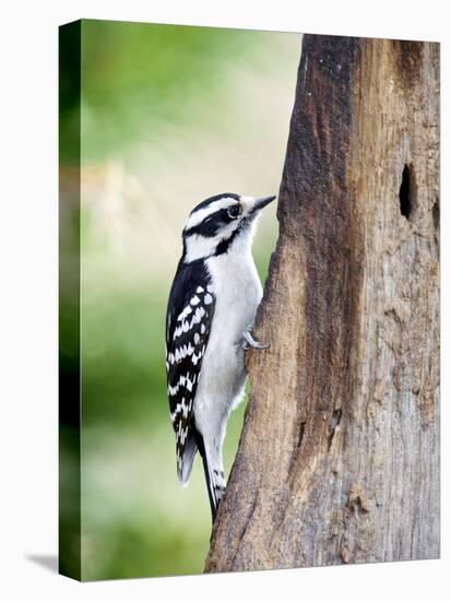 Downy Woodpecker-Gary Carter-Premier Image Canvas