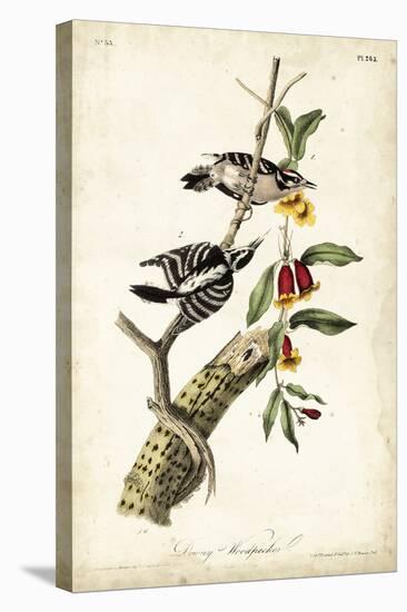 Downy Woodpecker-John James Audubon-Stretched Canvas