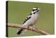 Downy Woodpecker-Lantern Press-Stretched Canvas