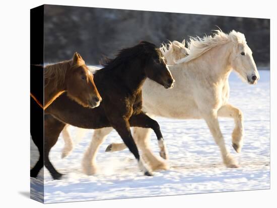 Draft Horse Running With Quarter Horses in Snow-Darrell Gulin-Premier Image Canvas